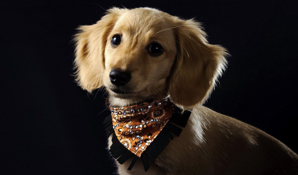 Собака в красивом ошейнике