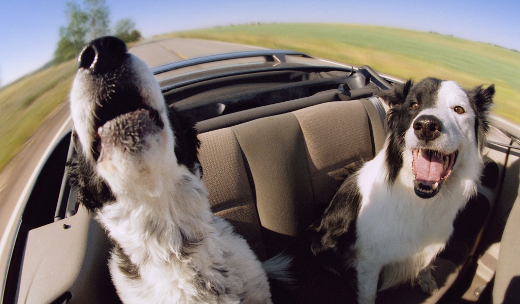 Собаки в автомобиле