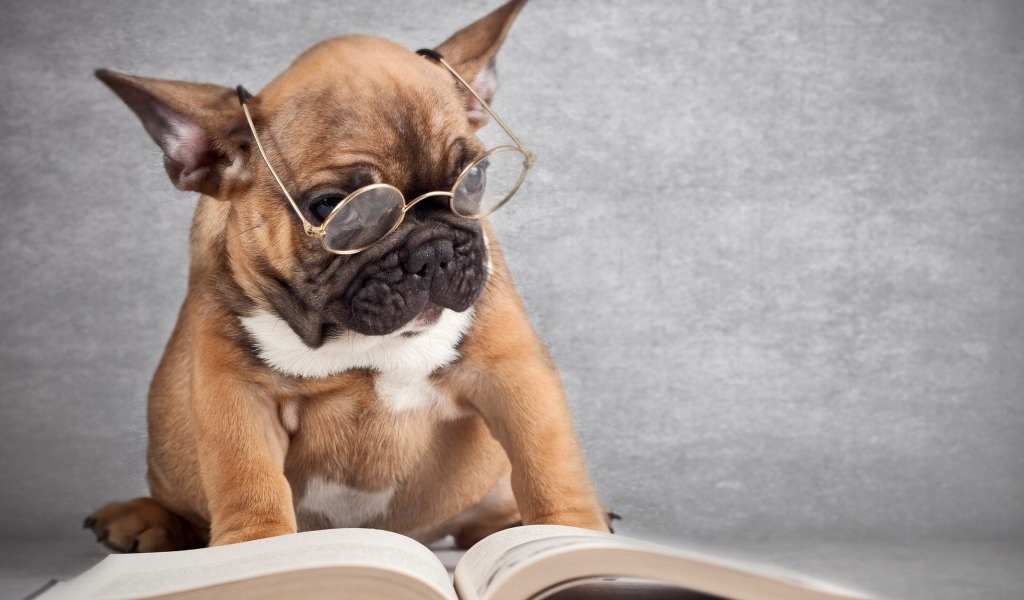 Собака читает книгу