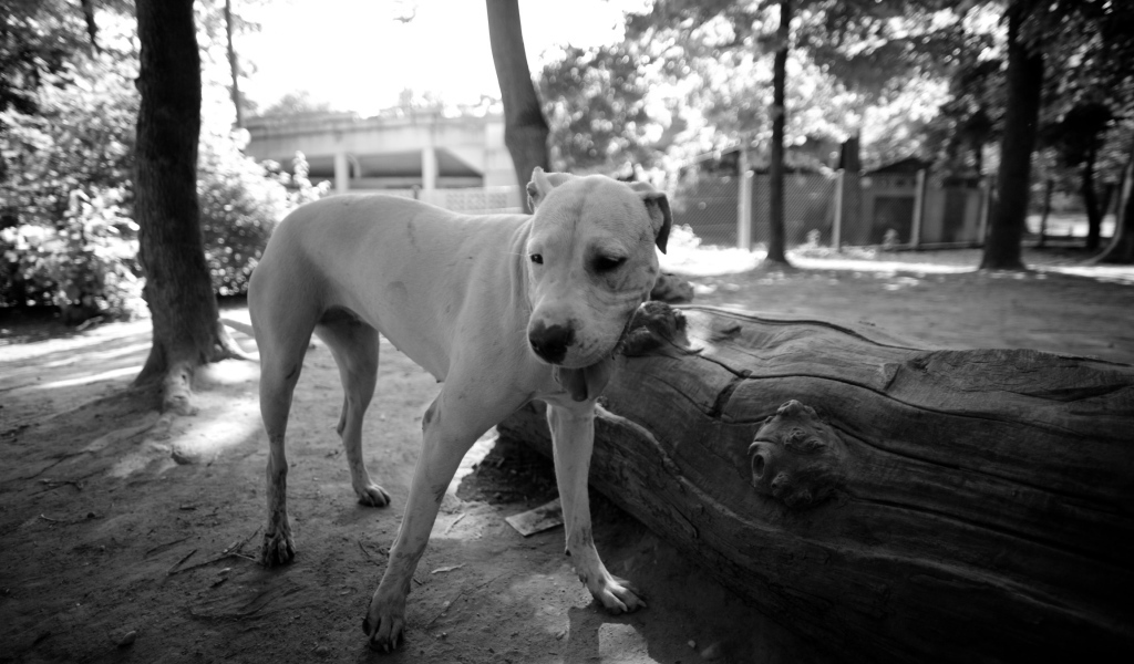 Красивый аргентинский дог, чёрно-белое фото