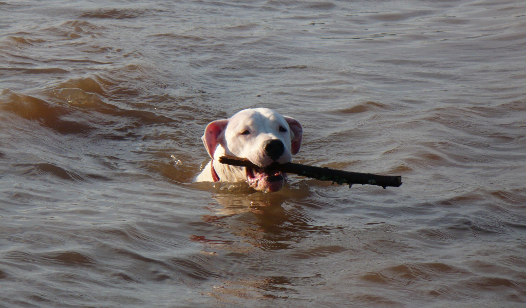 Аргентинский дог несёт палку