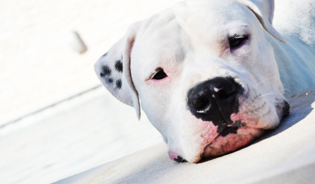 Аргентинский дог крупным планом