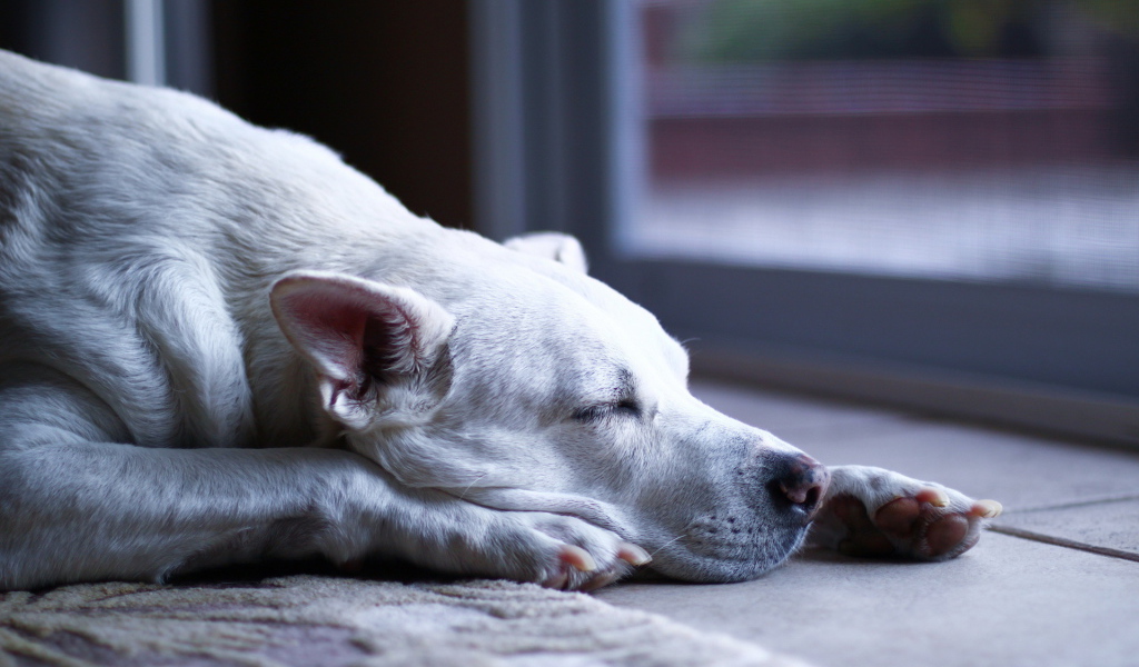 Аргентинский дог заснул