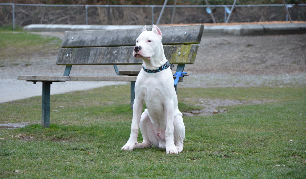 Аргентинский дог охраняет лавку