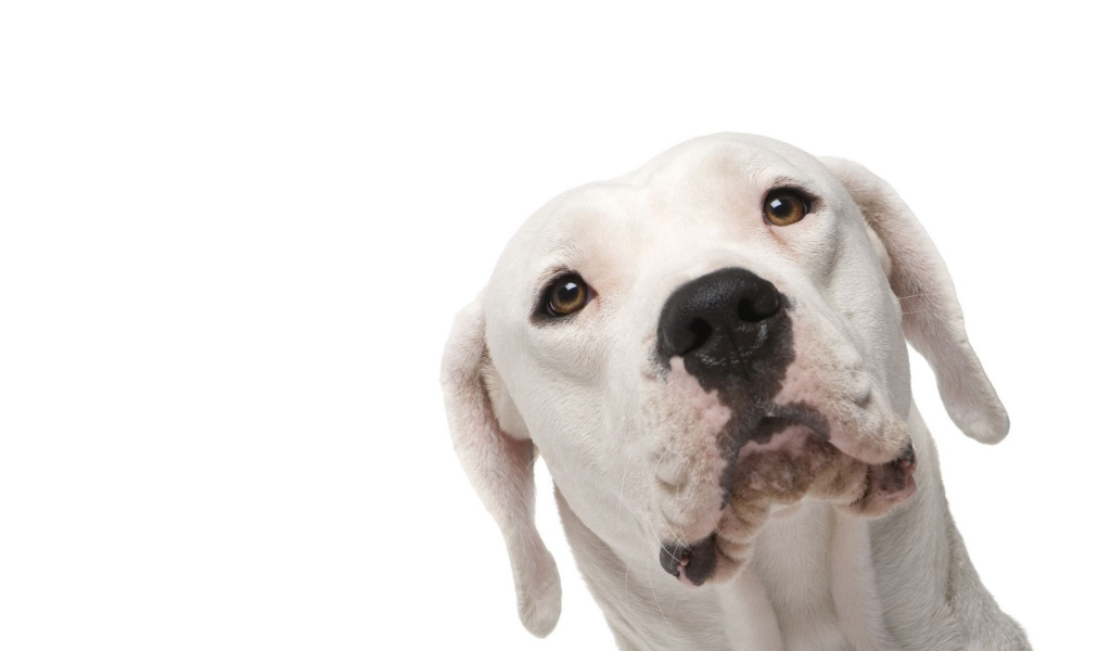 Аргентинский дог на белом фоне