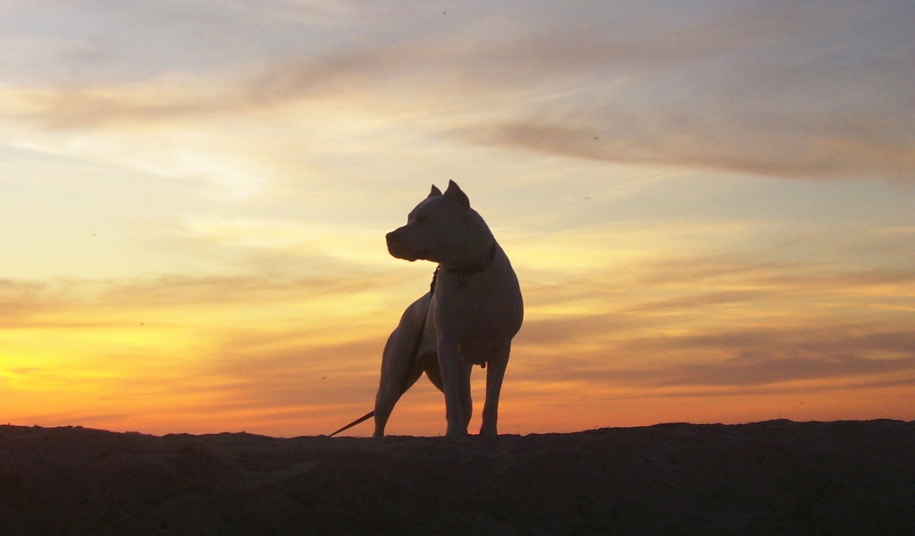 Аргентинский дог на фоне заката