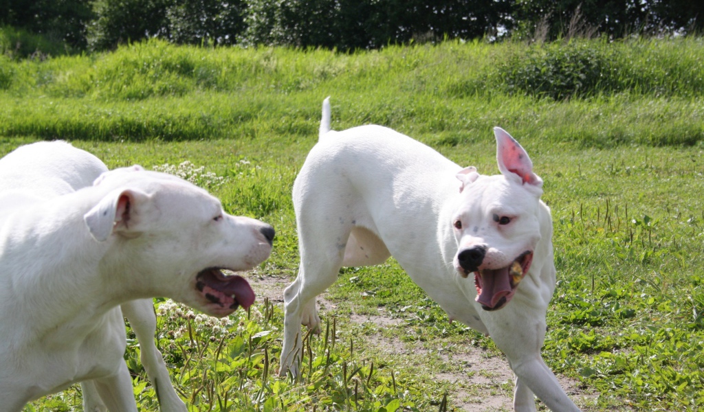 Аргентинские доги играют