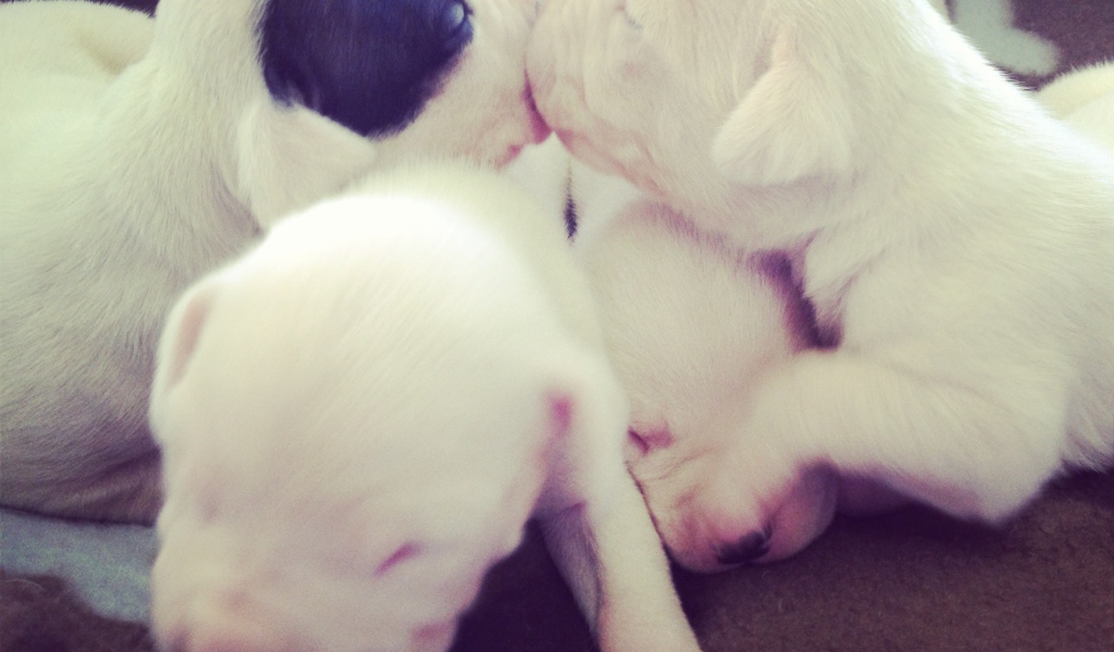 Щенки аргентинского дога