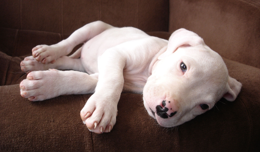 Щенок аргентинского дога на диване