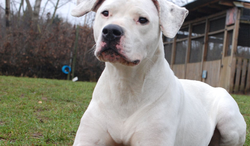 Аргентинский дог что-то увидел