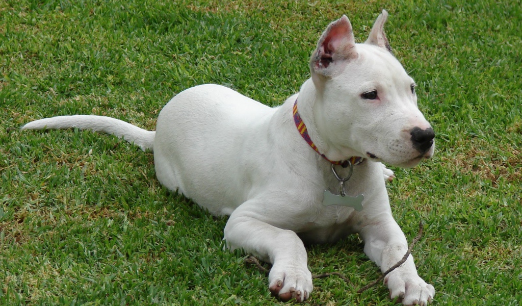 Аргентинский дог кого-то увидел