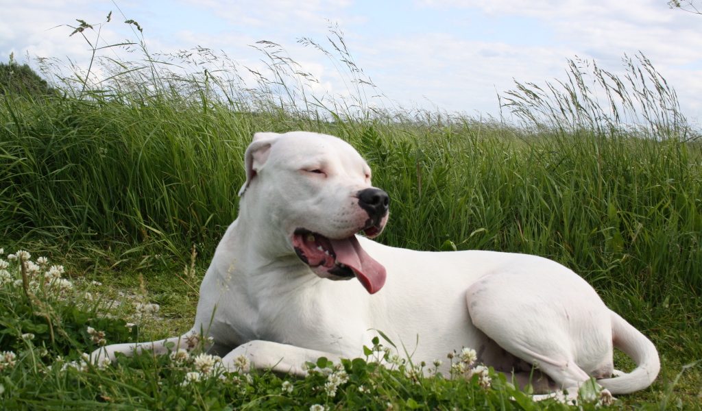 Аргентинский дог устал