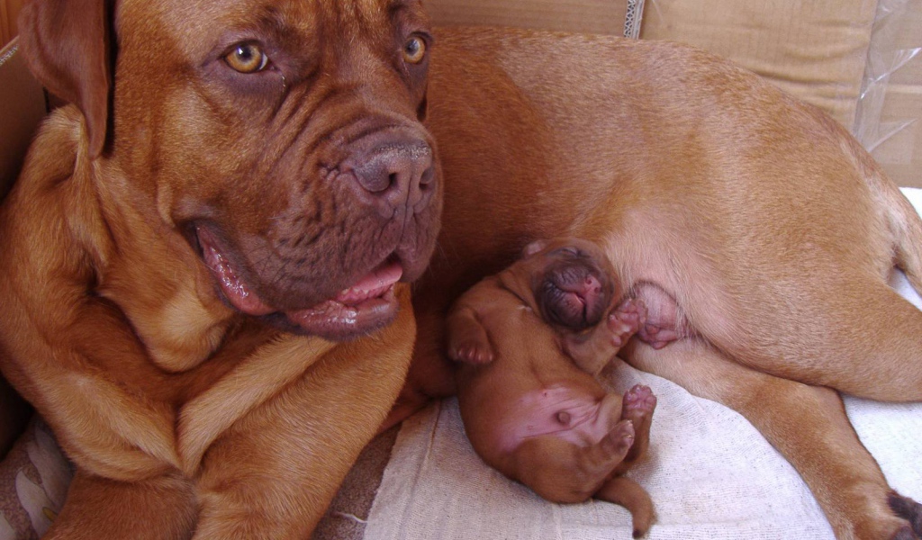 Бордоский дог и его щенок