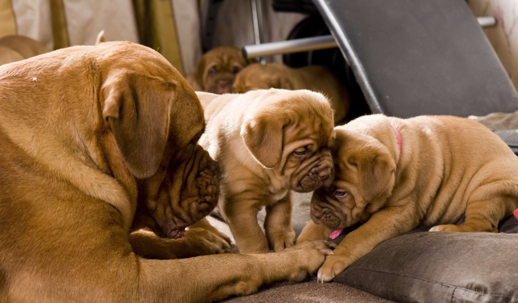 Бордоский дог в постели с щенками