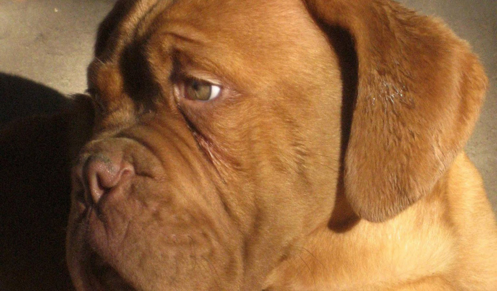 Бордоский дог скучает