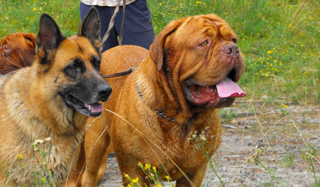 Бордоский дог на прогулке