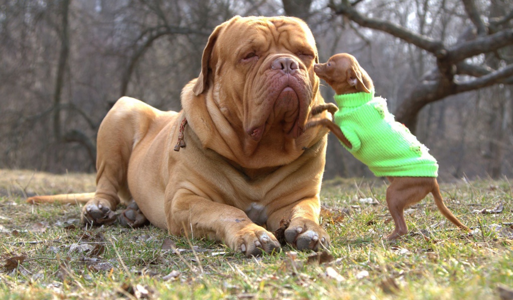 Бордоский дог с маленьким другом