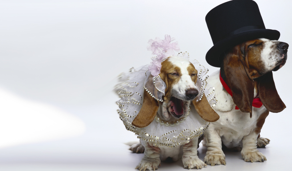 Нарядные бассет-хаунды на белом фоне