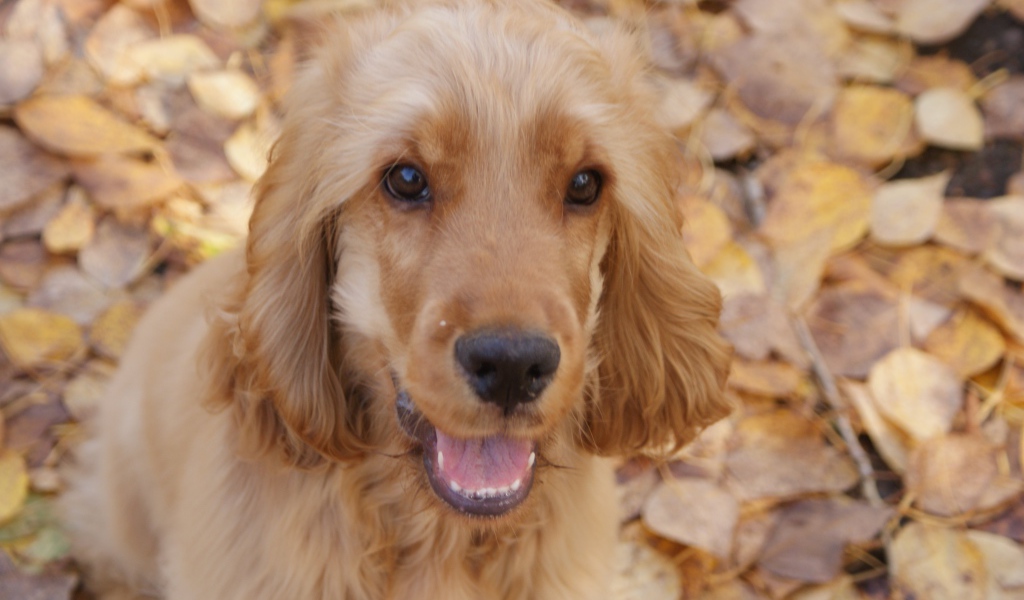 Английский кокер-спаниель на осенних листьях