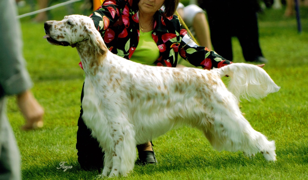 Английский сеттер на собачьей выставке