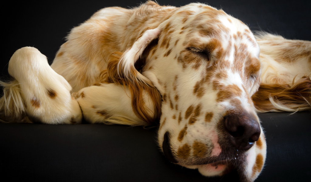 Английский сеттер заснул