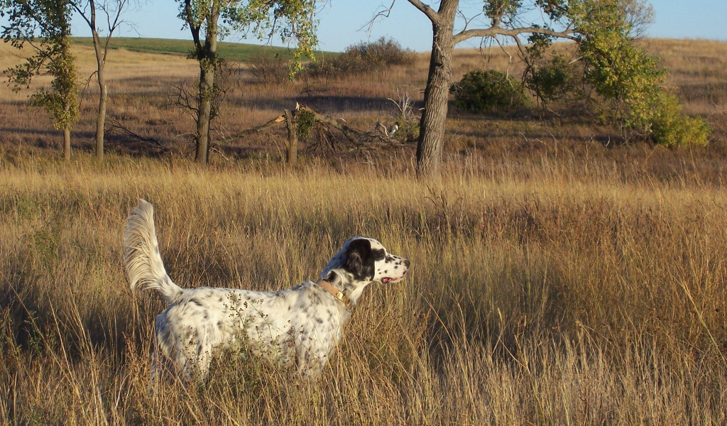 Английский сеттер в высохшей траве