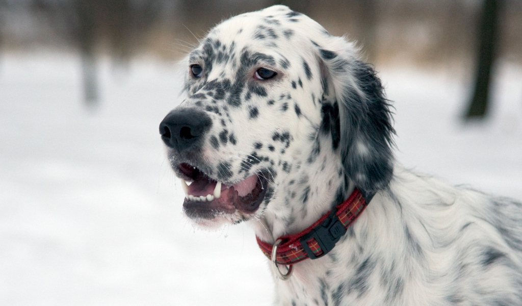 Английский сеттер на прогулке зимой