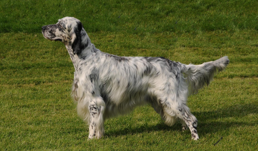 Английский сеттер на природе