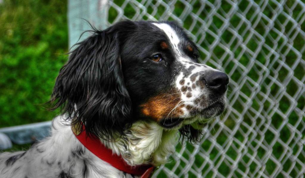 Английский сеттер кого-то увидел