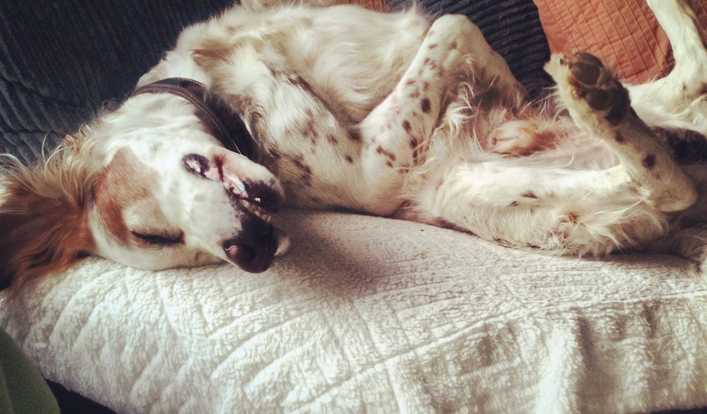 Английский сеттер развалился на диване