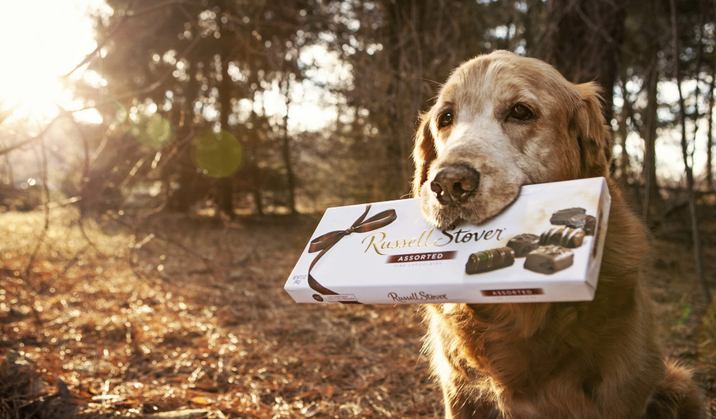 Английский сеттер с коробкой конфет