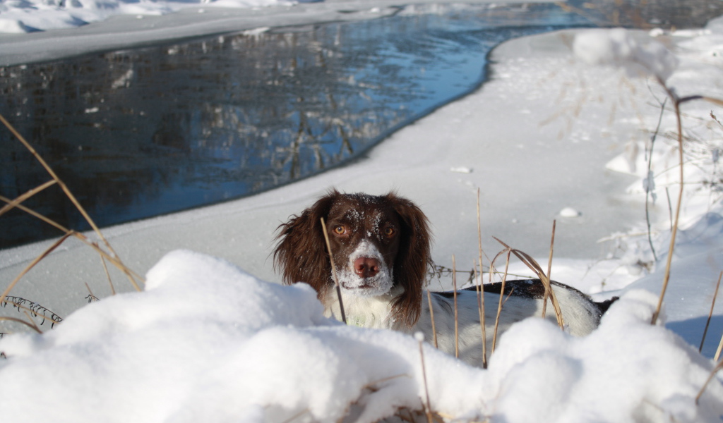 Английский спрингер-спаниель в сугробе
