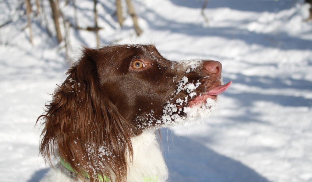 Английский спрингер-спаниель в снегу крупным планом