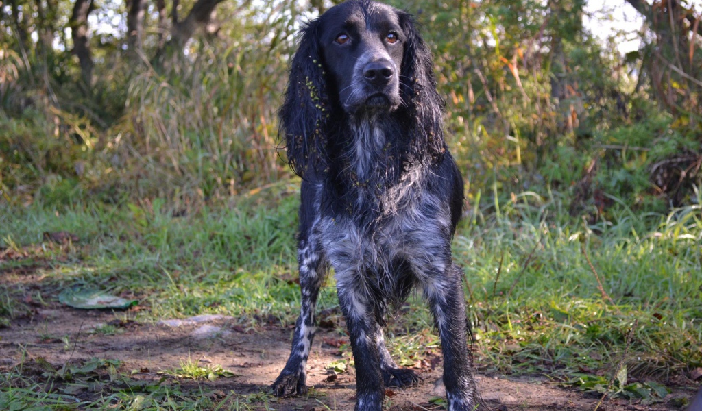 Английский спрингер-спаниель в лесу