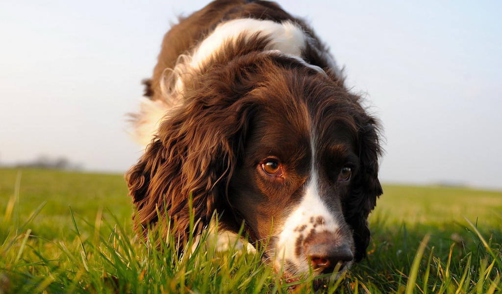 English Springer Spaniel is on the trail