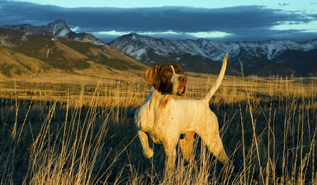 Английский Пойнтер в поле