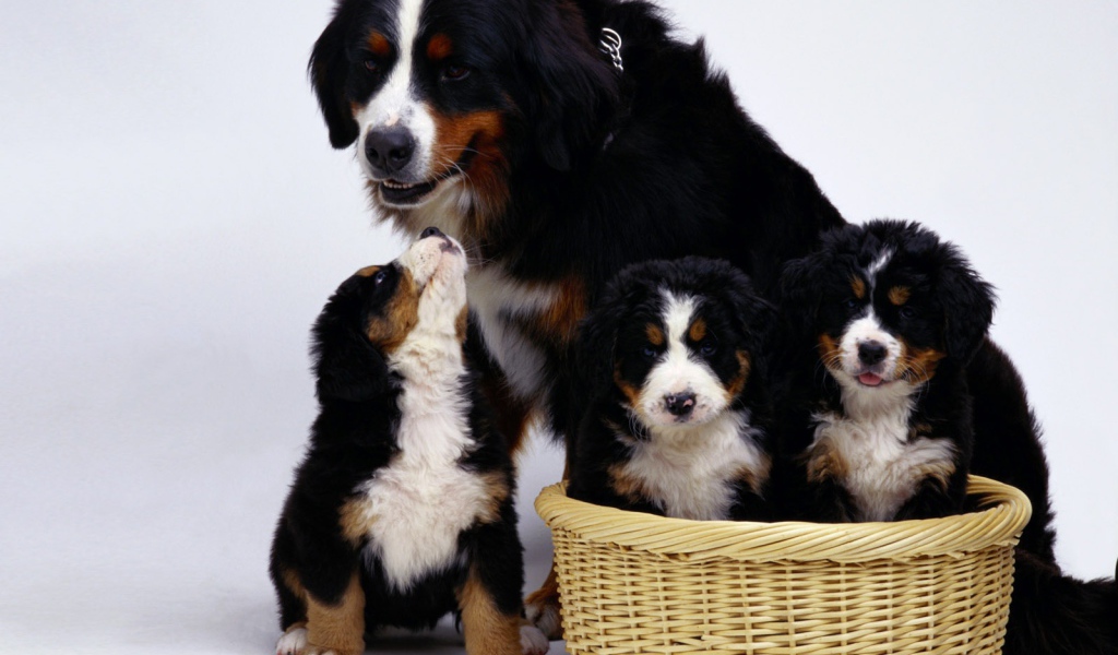 Семья бернской пастушьей собаки на белом фоне