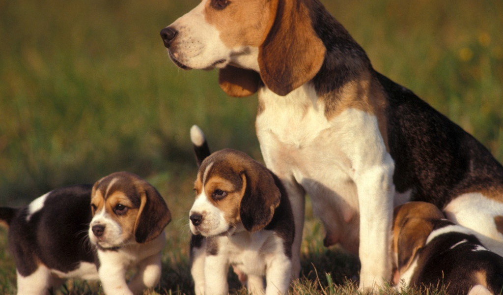 Семейство собак породы бигль