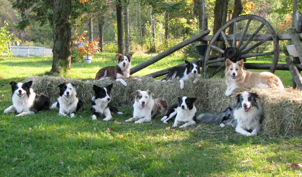 Семья собак бордер-колли