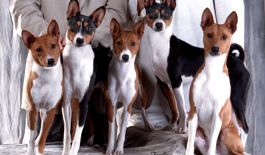 Семейная фотография собак породы басенджи