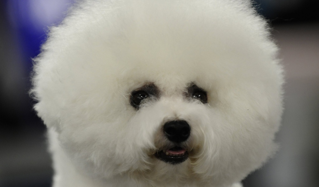 Пушистая собака породы бишон-фриз