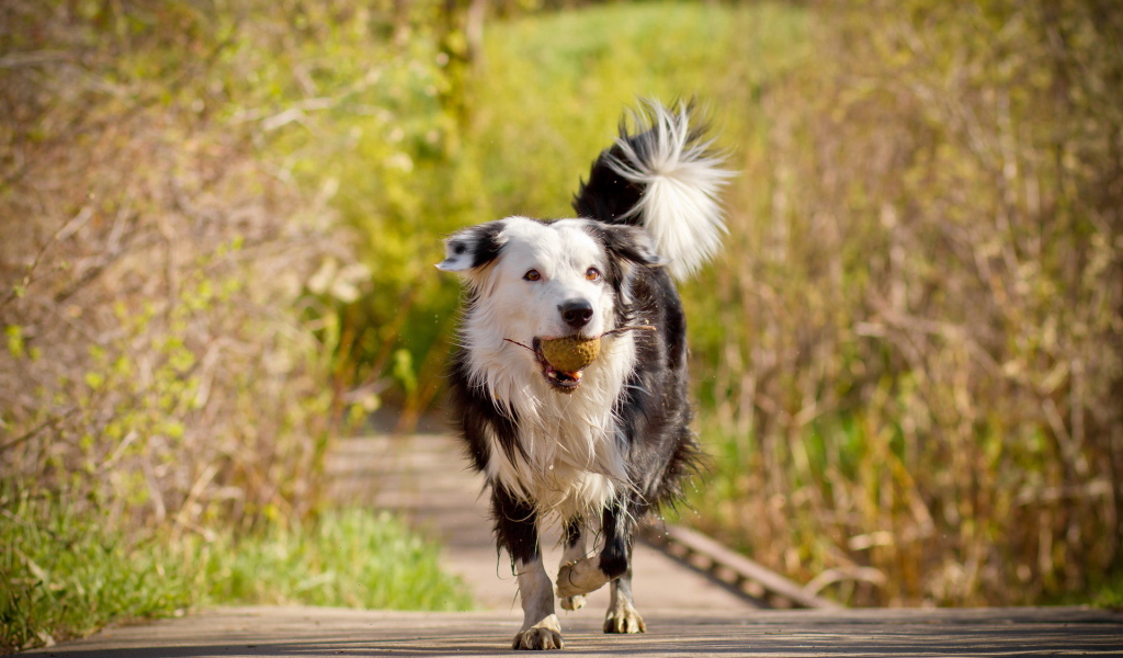 Пушистая собака с мячом