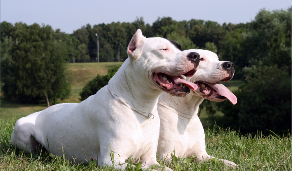 Дружба аргентинских догов