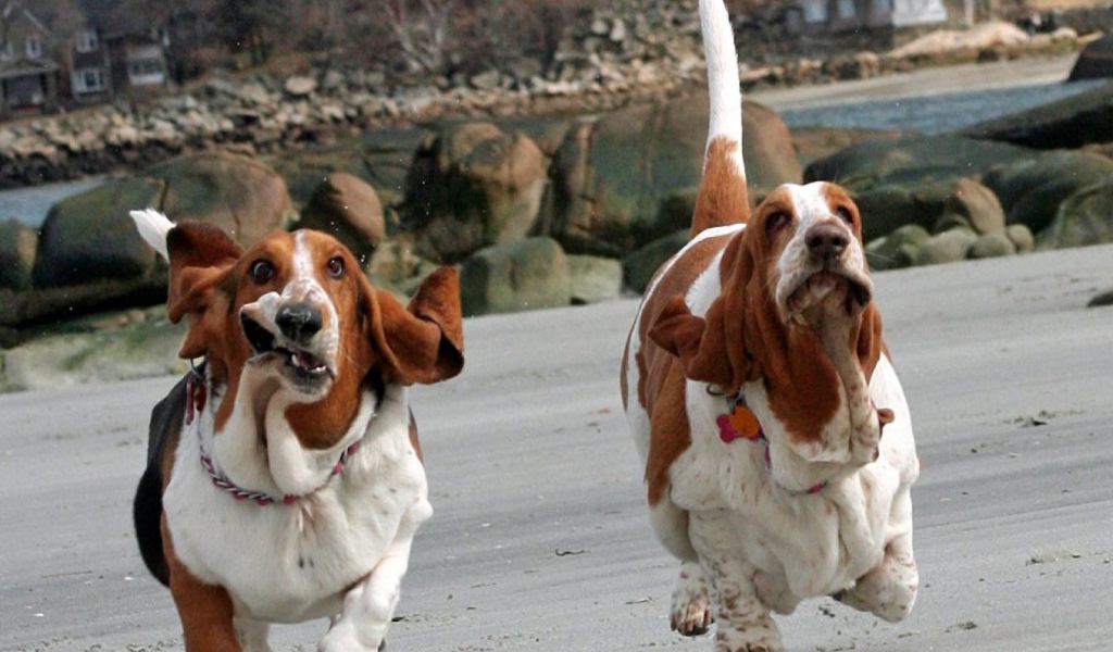 Смешные бассет-хаунды бегут