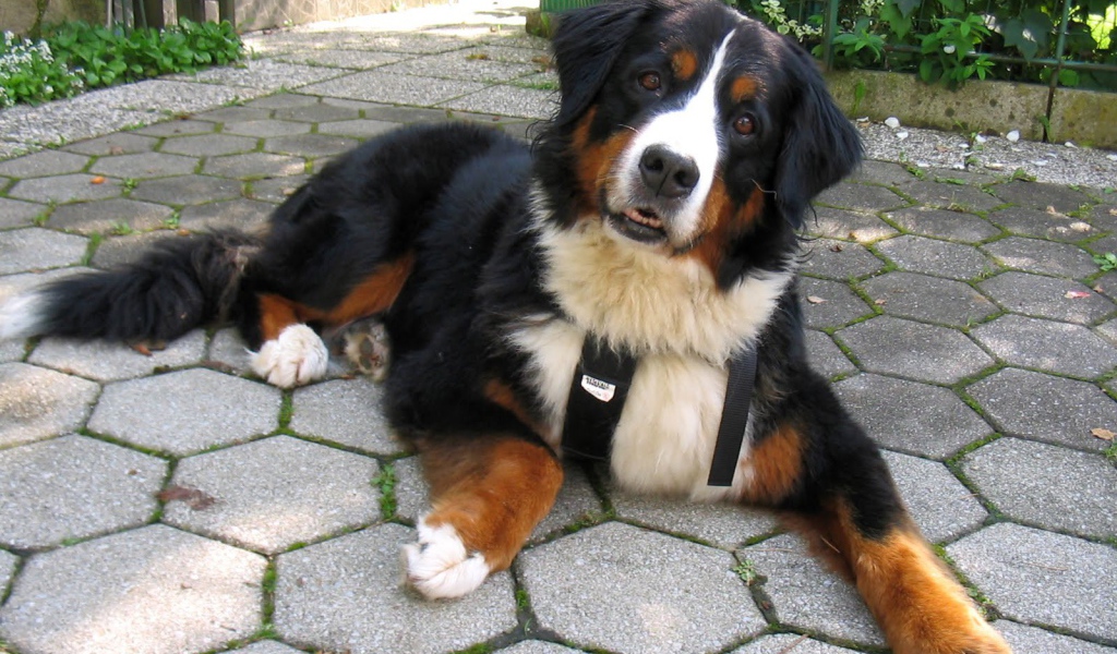 Смешная бернская пастушья собака