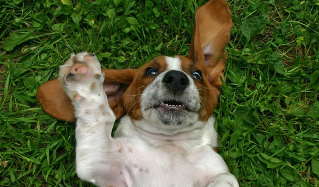 Смешной бассет-хаунд на траве