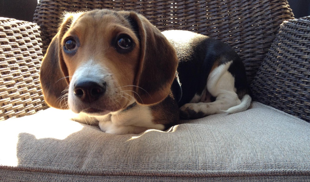 Смешная собака породы бигль на кресле