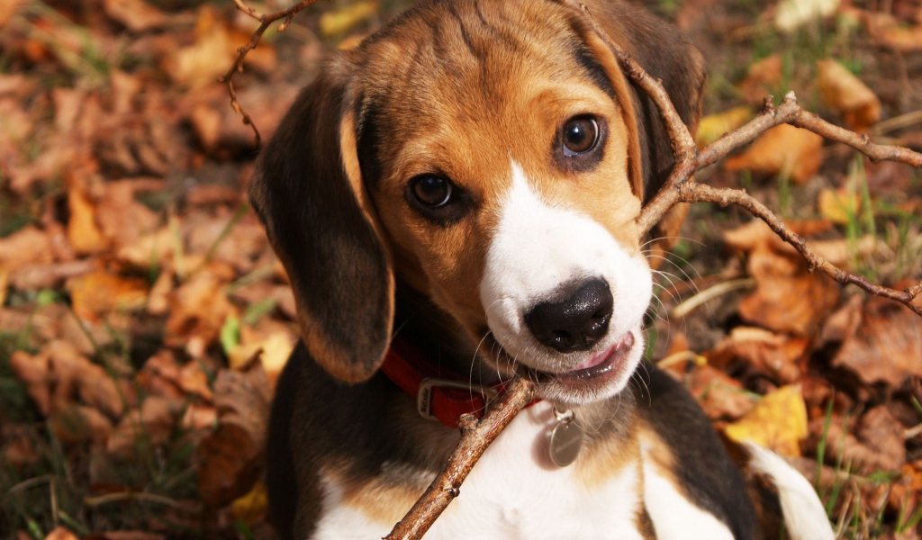 Смешная собака породы бигль грызёт ветку