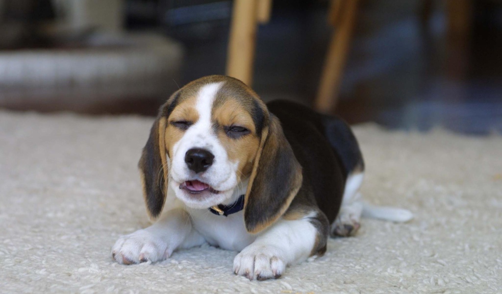 Смешная собака породы бигль на ковре