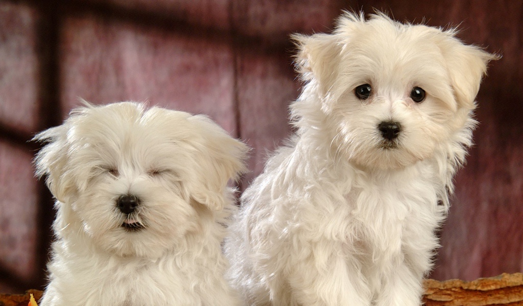 Смешные собаки породы бишон-фриз